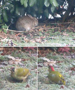 Hee, een konijntje in de tuin en een groene specht